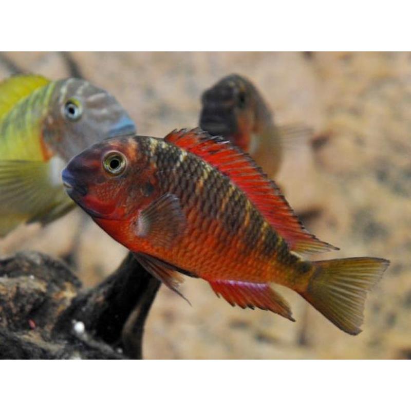 Tropheus moorii sambia red - imagine 4